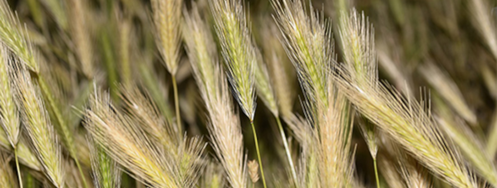 foxtail-grass